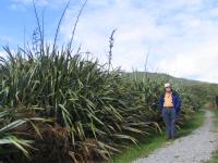 Albums/20060200-New Zealand 2006/20060205-Greymouth_Punakaiki/6
